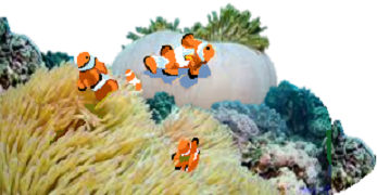 サンゴ
